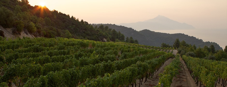Tsantali winery inside Mount Athos