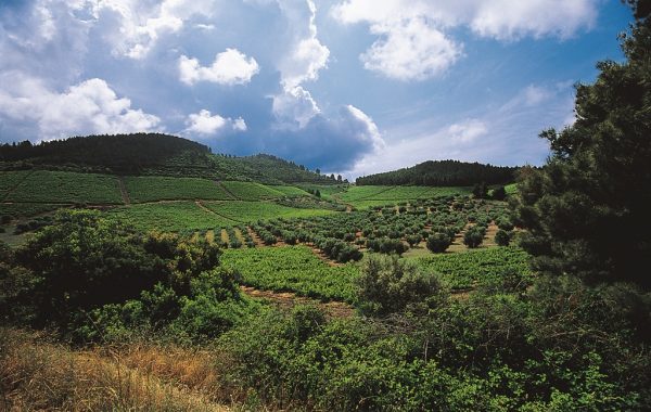 Visit a winery at Arnea