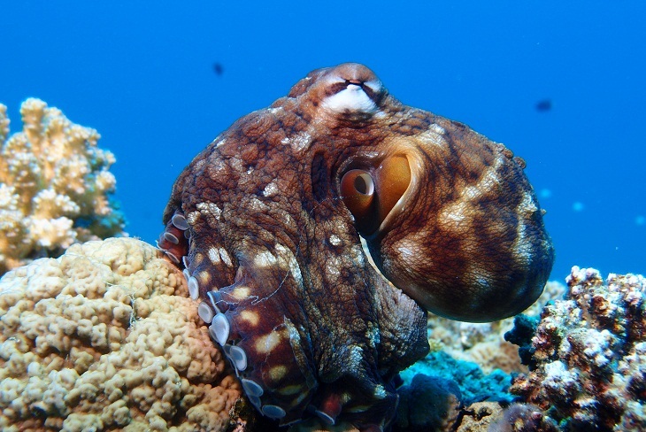 Blue octopus in Halkidiki