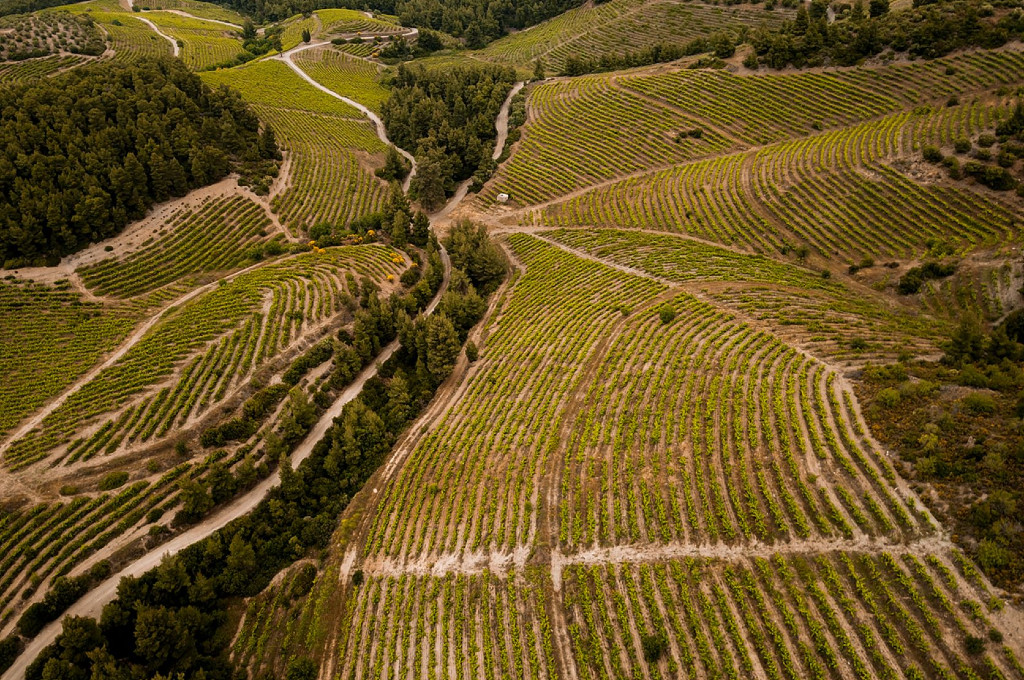 Vineyards of Porto Carras