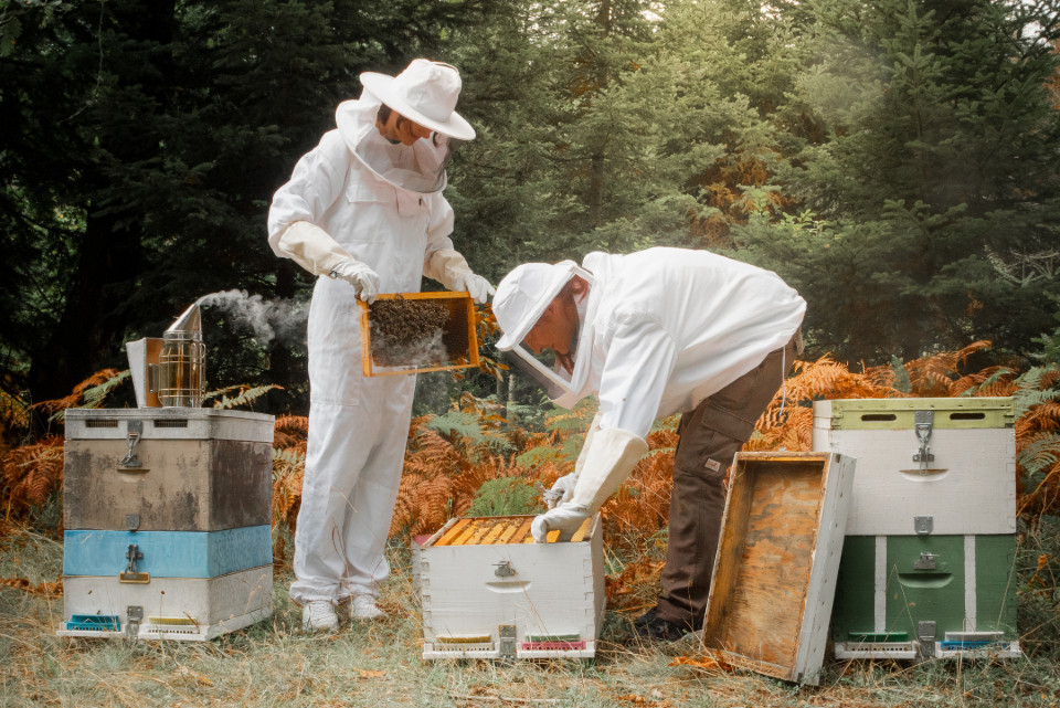 Become a beekeeper for a day