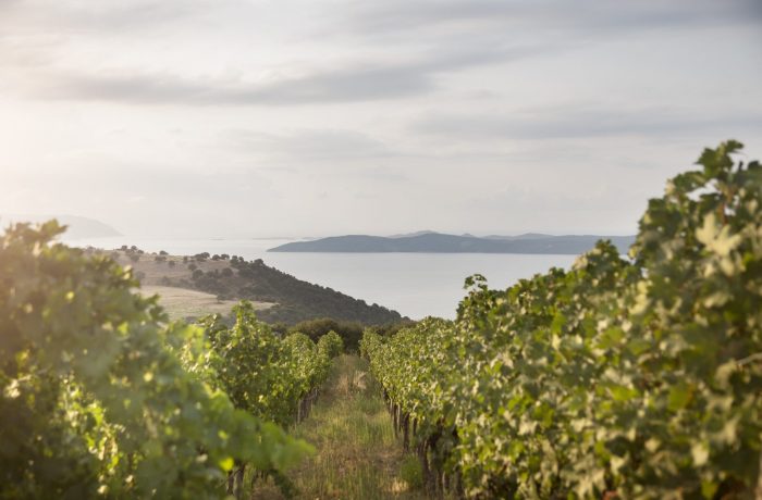Visit a winery at Ierissos (East Coast)